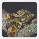 Search for frog eyes stickers Wildlife
