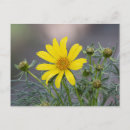 Search for giant flower postcards Sunflower