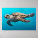 Search for sea turtle posters Nature
