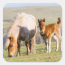 Search for shetland pony stickers Animal