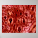 Search for cell biology posters Background