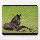 Search for foal mousepads Filly