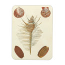 Search for clam shell magnets Nautical
