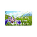 Search for wild iris Photography