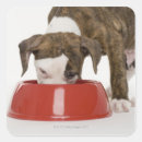 Search for pitbull puppy stickers Indoors