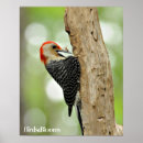 Search for woodpecker posters Bird watching