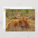 Search for scottish highland cow postcards Bull