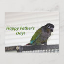 Search for conures postcards Cute