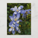 Search for aquilegia postcards Blue