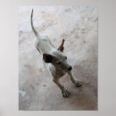 Search for ridgebacks posters Hound
