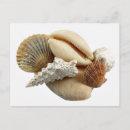 Search for pictures of shells postcards Coastal