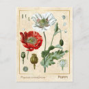 Search for opium poppy postcards Vintage