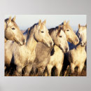 Search for caballus posters Horse