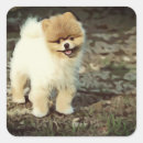 Search for beloved stickers Pet