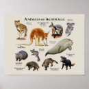 Search for tasmanian devil posters Wildlife