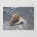 Search for florida seashells postcards Coast