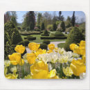 Search for exhibition photography Yellow tulip flowers