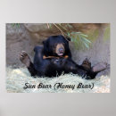 Search for sun bear posters Animals