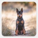 Search for miniature pinscher stickers Dog
