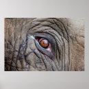 Search for eyes closed posters Animal
