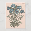 Search for blue bell flower postcards Vintage