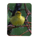 Search for warbler magnets Birding