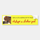 Search for adopt a dog bumper stickers Animal