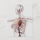 Search for circulatory system postcards Medicine