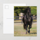Search for friesians postcards Running