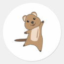 Search for quokka stickers Funny animals