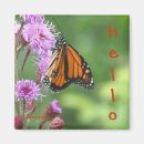 Search for beautiful square magnets Animal