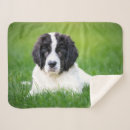 Search for newfoundland blankets Dog