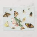 Search for insect other Kessel
