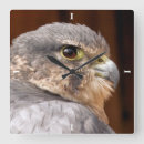 Search for merlin posters Falcon