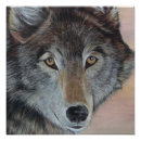 Search for grey wolves posters Wolfs