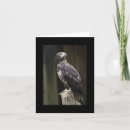 Search for eagles note cards Bird