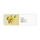 Search for daylily return address labels Lilies