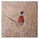 Search for pheasant tiles Nature