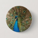 Search for peacock badges Photography