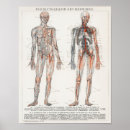 Search for vintage medical skeleton posters Human