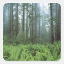Search for redwood tree stickers Landscape