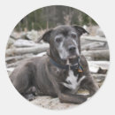 Search for american pit stickers Staffordshire