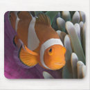 Search for clowning mousepads Clownfish