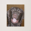 Search for chocolate lab puzzles Animal