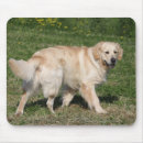Search for flat coated retriever electronics Bob and pam langrish