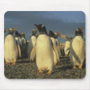 Search for gentoo penguin electronics Wildlife