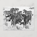 Search for black and white zebra postcards Africa