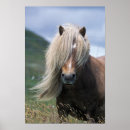 Search for shetland islands posters Horse