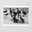 Search for baby ducklings postcards Adorable