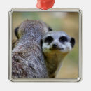 Search for meerkat christmas tree decorations Mongoose